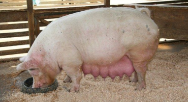 Jak krmit prasata během březosti?